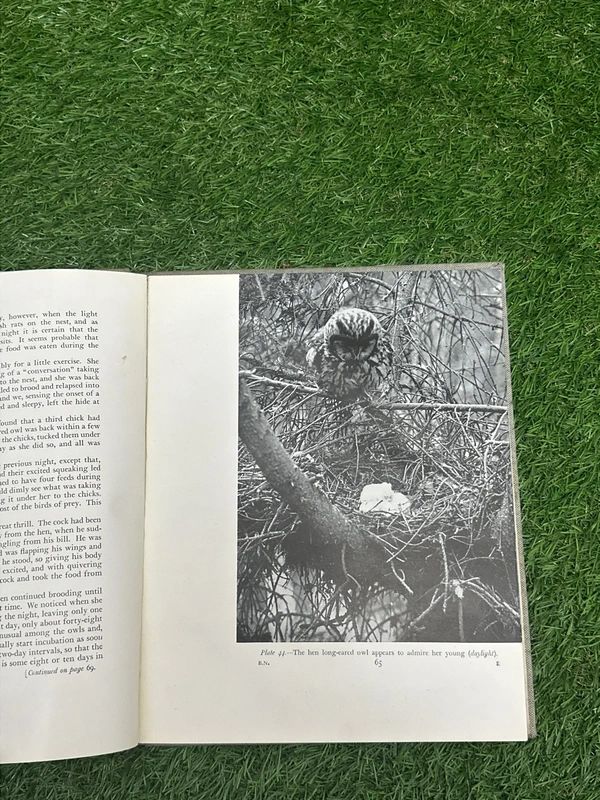 Birds of the Night book by Hosking & Newberry